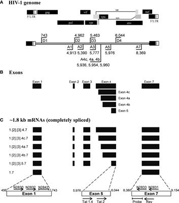 An Improved Tat/Rev Induced Limiting Dilution Assay With Enhanced Sensitivity and Breadth of Detection